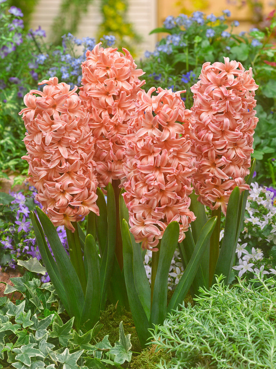 Hyacinth Gypsy Queen  Bulbs Blooms Species Growing Bonsai Roots Rhizomes Corms Tubers Potted Planting Reblooming Fragrant Garden Flower Seeds Plant Gardening