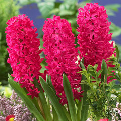Hyacinth Jan Bos Bulbs Blooms Species Growing Bonsai Roots Rhizomes Corms Tubers Potted Planting Reblooming Fragrant Garden Flower Seeds Plant Gardening - Seedsplant
