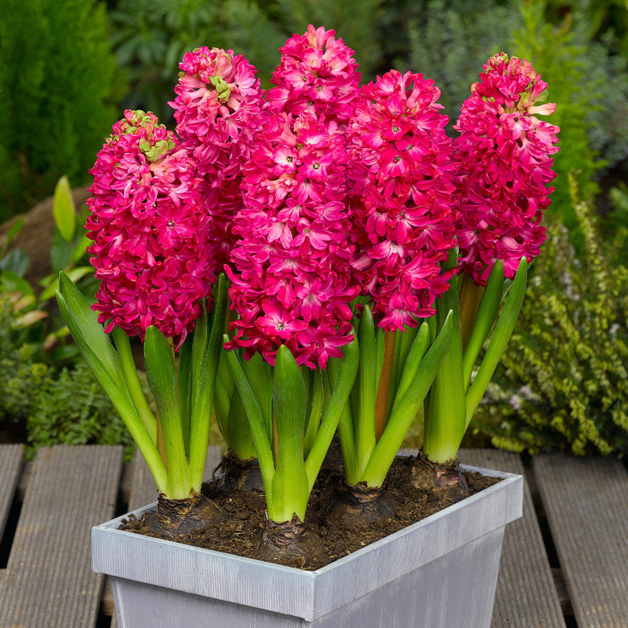 Hyacinth Jan Bos Bulbs Blooms Species Growing Bonsai Roots Rhizomes Corms Tubers Potted Planting