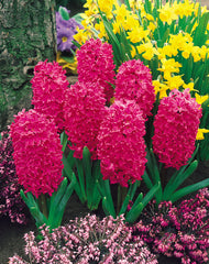 Hyacinth Prepared Jan Bos Bulbs Blooms Species Growing Bonsai Roots Rhizomes Corms Tubers Potted Planting Reblooming Fragrant Garden Flower Seeds Plant Gardening