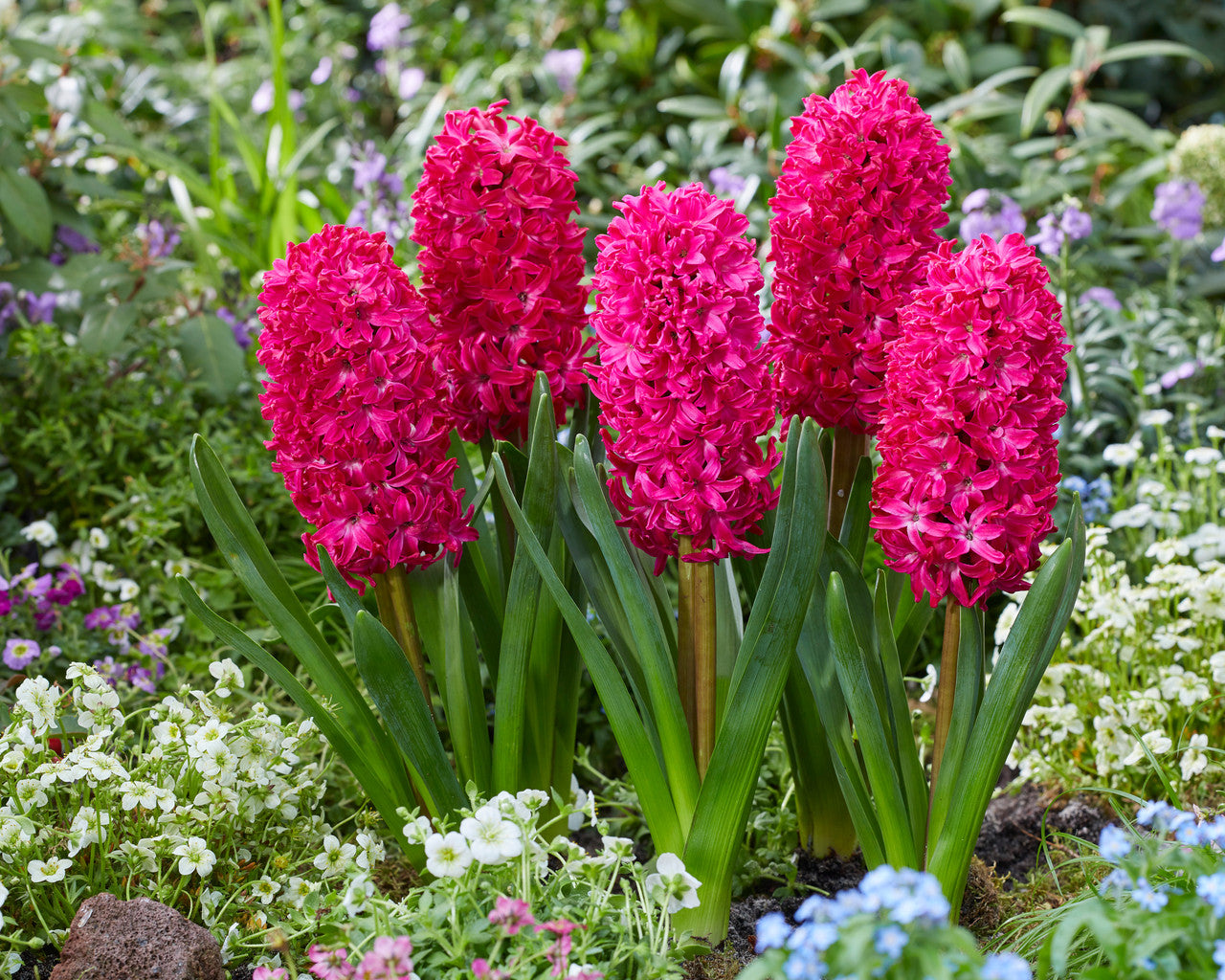 Hyacinth Jan Bos Bulbs Blooms Species Growing Bonsai Roots Rhizomes Corms Tubers Potted Planting Reblooming Fragrant Garden Flower Seeds Plant Gardening