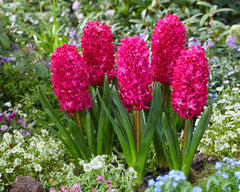 Hyacinth Jan Bos Bulbs Blooms Species Growing Bonsai Roots Rhizomes Corms Tubers Potted Planting Reblooming Fragrant Garden Flower Seeds Plant Gardening