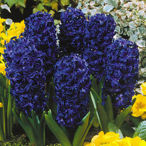 Hyacinth Kronos Bulbs Blooms Species Growing Bonsai Roots Rhizomes Corms Tubers Potted Planting Reblooming Fragrant Garden Flower Seeds Plant Gardening