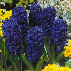 Hyacinth Kronos Bulbs Blooms Species Growing Bonsai Roots Rhizomes Corms Tubers Potted Planting Reblooming Fragrant Garden Flower Seeds Plant Gardening