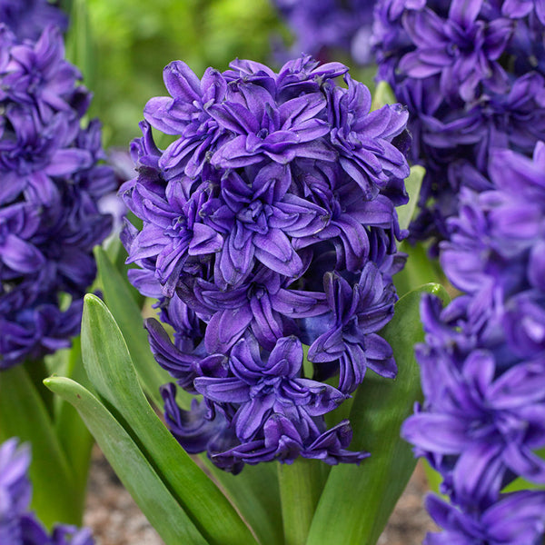 Hyacinth Manhattan Bulbs Blooms Species Growing Bonsai Roots Rhizomes Corms Tubers Potted Planting Reblooming Fragrant Garden Flower Seeds Plant Gardening