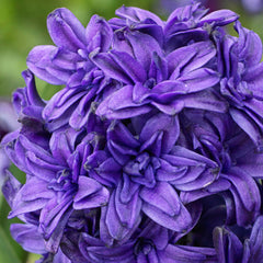 Hyacinth Manhattan Bulbs Blooms Species Growing Bonsai Roots Rhizomes Corms Tubers Potted Planting Reblooming Fragrant Garden Flower Seeds Plant Gardening