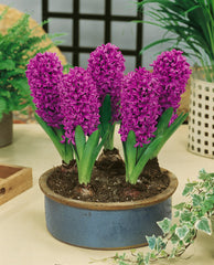 Hyacinth Miss Saigon Bulbs Blooms Species Growing Bonsai Roots Rhizomes Corms Tubers Potted Planting Reblooming Fragrant Garden Flower Seeds Plant Gardening