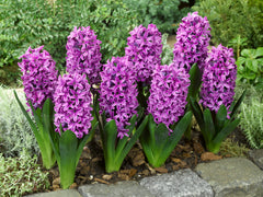 Hyacinth Miss Saigon Bulbs Blooms Species Growing Bonsai Roots Rhizomes Corms Tubers Potted Planting Reblooming Fragrant Garden Flower Seeds Plant Gardening