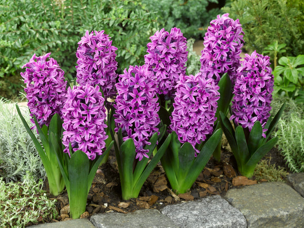 Hyacinth Miss Saigon Bulbs Blooms Species Growing Bonsai Roots Rhizomes Corms Tubers Potted Planting Reblooming Fragrant Garden Flower Seeds Plant Gardening