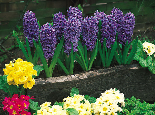 Hyacinth Ostara Bulbs Blooms Species Growing Bonsai Roots Rhizomes Corms Tubers Potted Planting Reblooming Fragrant Garden Flower Seeds Plant Gardening