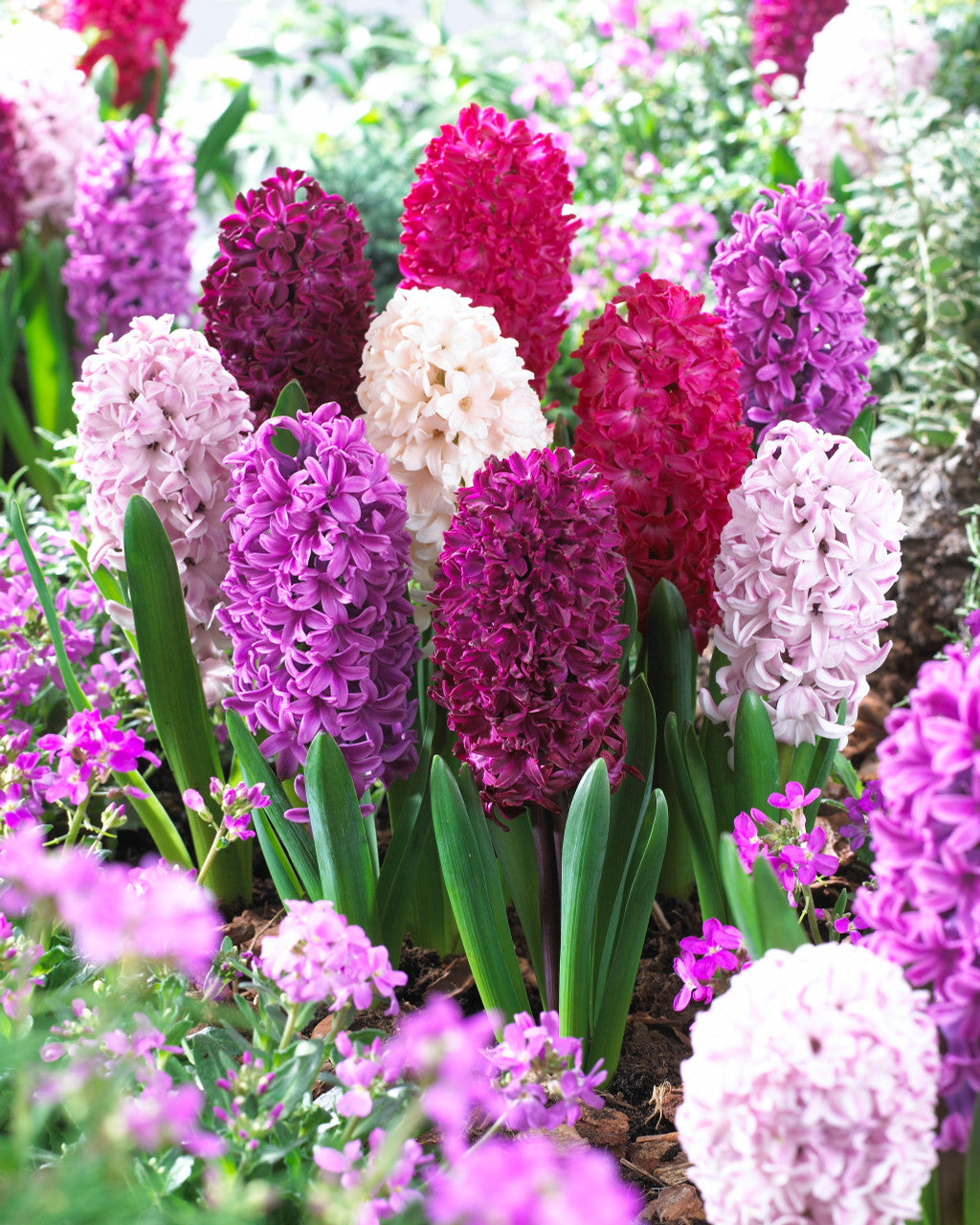 Hyacinth Passion Mix Bulbs Blooms Species Growing Bonsai Roots Rhizomes Corms Tubers Potted Planting Reblooming Fragrant Garden Flower Seeds Plant Gardening