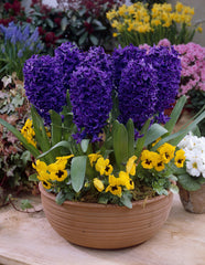 Hyacinth Peter Stuyvesant Bulbs Blooms Species Growing Bonsai Roots Rhizomes Corms Tubers Potted Planting Reblooming Fragrant Garden Flower Seeds Plant Gardening - Seedsplant