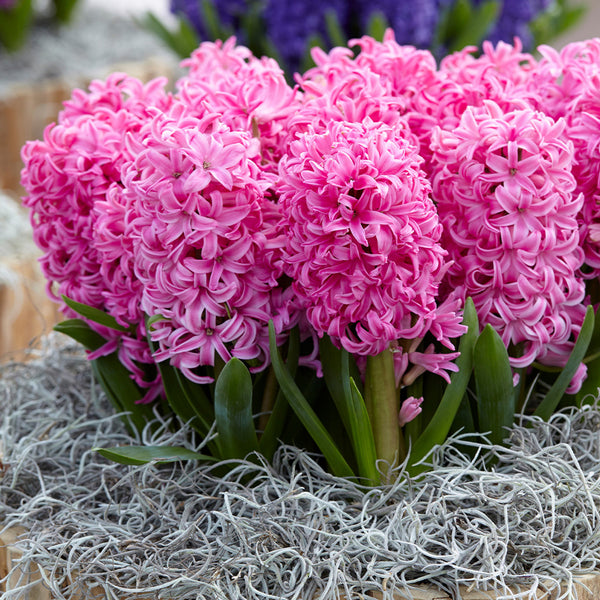 Hyacinth Pink Pearl Bulbs Blooms Species Growing Bonsai Roots Rhizomes Corms Tubers Potted Planting Reblooming Fragrant Garden Flower Seeds Plant Gardening