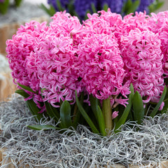 Hyacinth Pink Pearl Bulbs Blooms Species Growing Bonsai Roots Rhizomes Corms Tubers Potted Planting Reblooming Fragrant Garden Flower Seeds Plant Gardening