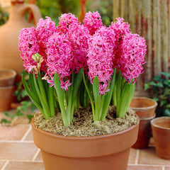 Hyacinth Pink Pearl Bulbs Blooms Species Growing Bonsai Roots Rhizomes Corms Tubers Potted Planting Reblooming Fragrant Garden Flower Seeds Plant Gardening