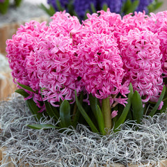 Hyacinth Pink Pearl Bulbs Blooms Species Growing Bonsai Roots Rhizomes Corms Tubers Potted Planting Reblooming Fragrant Garden Flower Seeds Plant Gardening
