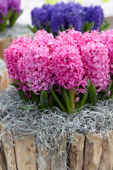 Prepared Hyacinth Pink Pearl Bulbs Blooms Species Growing Bonsai Roots Rhizomes Corms Tubers Potted Planting Reblooming Fragrant Garden Flower Seeds Plant Gardening