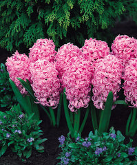 Hyacinth Pink Pearl Bulbs Blooms Species Growing Bonsai Roots Rhizomes Corms Tubers Potted Planting Reblooming Fragrant Garden Flower Seeds Plant Gardening