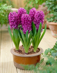 Hyacinth Purple Sensation Bulbs Blooms Species Growing Bonsai Roots Rhizomes Corms Tubers Potted Planting Reblooming Fragrant Garden Flower Seeds Plant Gardening