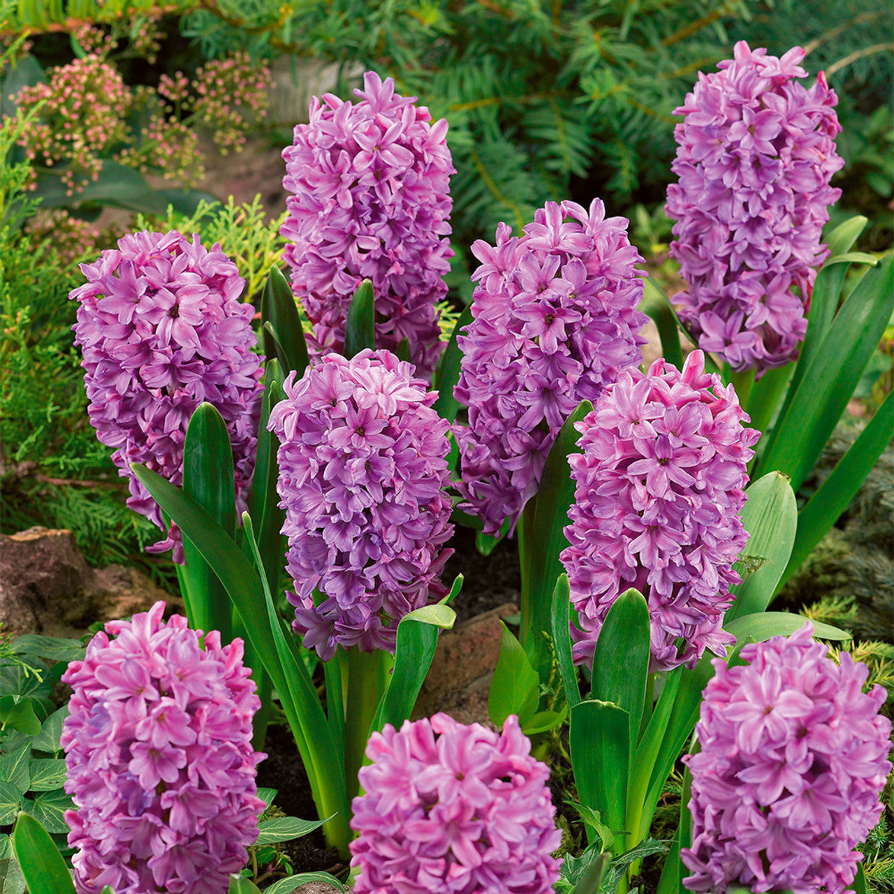 Hyacinth Purple Voice Bulbs Blooms Species Growing Bonsai Roots Rhizomes Corms Tubers Potted Planting Reblooming Fragrant Garden Flower Seeds Plant Gardening - Seedsplant