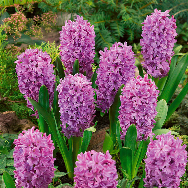 Hyacinth Purple Voice Bulbs Blooms Species Growing Bonsai Roots Rhizomes Corms Tubers Potted Planting Reblooming Fragrant Garden Flower Seeds Plant Gardening