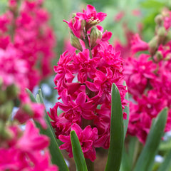 Hyacinth Red Diamond Bulbs Blooms Species Growing Bonsai Roots Rhizomes Corms Tubers Potted Planting Reblooming Fragrant Garden Flower Seeds Plant Gardening