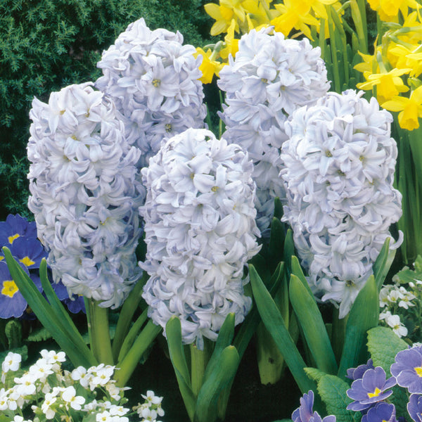 Hyacinth Sky Jacket Bulbs Blooms Species Growing Bonsai Roots Rhizomes Corms Tubers Potted Planting Reblooming Fragrant Garden Flower Seeds Plant Gardening