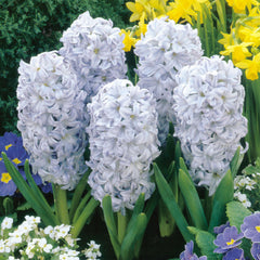 Hyacinth Sky Jacket Bulbs Blooms Species Growing Bonsai Roots Rhizomes Corms Tubers Potted Planting Reblooming Fragrant Garden Flower Seeds Plant Gardening