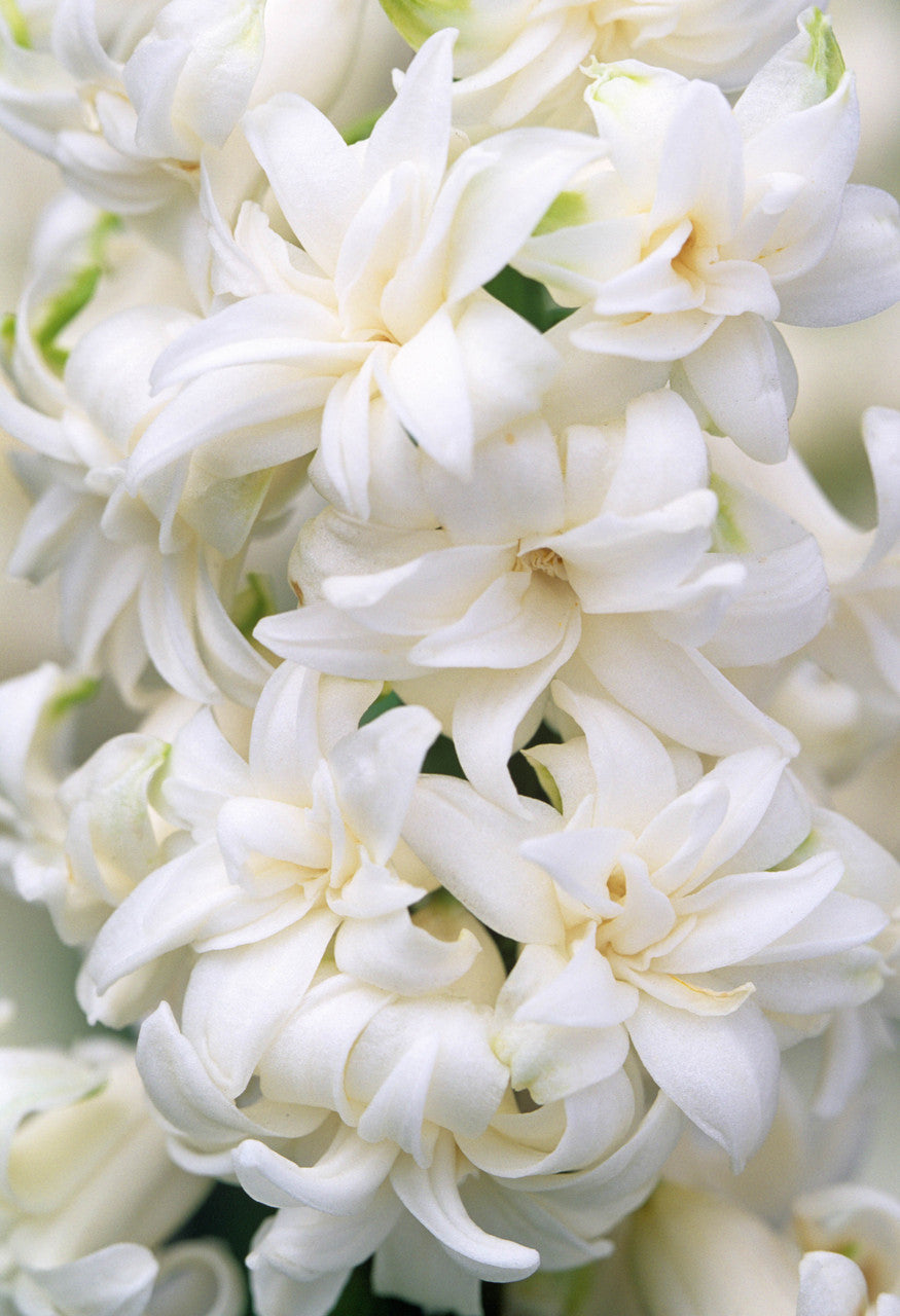 Hyacinth Snow Crystal Bulbs Blooms Species Growing Bonsai Roots Rhizomes Corms Tubers Potted Planting Reblooming Fragrant Garden Flower Seeds Plant Gardening