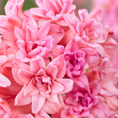 Hyacinth Spring Beauty Bulbs Blooms Species Growing Bonsai Roots Rhizomes Corms Tubers Potted Planting Reblooming Fragrant Garden Flower Seeds Plant Gardening