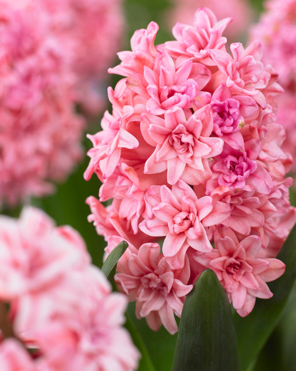 Hyacinth Spring Beauty Bulbs Blooms Species Growing Bonsai Roots Rhizomes Corms Tubers Potted Planting Reblooming Fragrant Garden Flower Seeds Plant Gardening