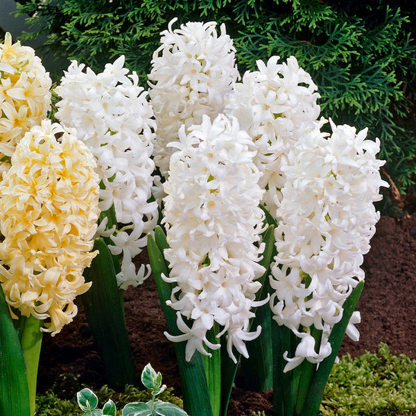 Hyacinth White Pearl Bulbs Blooms Species Growing Bonsai Roots Rhizomes Corms Tubers Potted Planting Reblooming Fragrant Garden Flower Seeds Plant Gardening