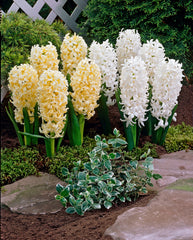 Hyacinth White Pearl Bulbs Blooms Species Growing Bonsai Roots Rhizomes Corms Tubers Potted Planting Reblooming Fragrant Garden Flower Seeds Plant Gardening