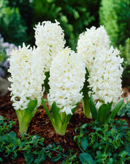 Hyacinth White Pearl Bulbs Blooms Species Growing Bonsai Roots Rhizomes Corms Tubers Potted Planting Reblooming Fragrant Garden Flower Seeds Plant Gardening