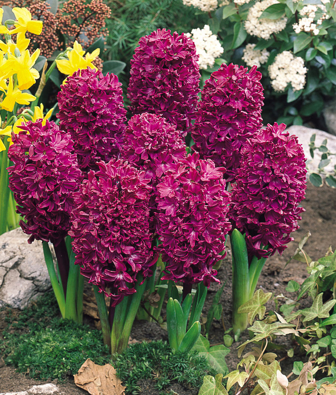 Hyacinth Woodstock Bulbs Blooms Species Growing Bonsai Roots Rhizomes Corms Tubers Potted Planting Reblooming Fragrant Garden Flower Seeds Plant Gardening