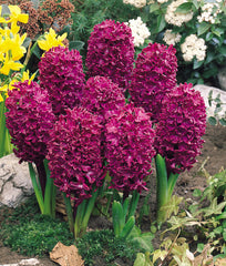 Hyacinth Woodstock Bulbs Blooms Species Growing Bonsai Roots Rhizomes Corms Tubers Potted Planting Reblooming Fragrant Garden Flower Seeds Plant Gardening