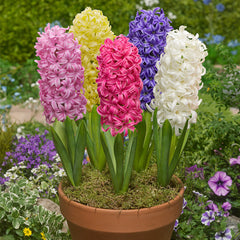Hyacinth Prepared Mixed Bulbs Blooms Species Growing Bonsai Roots Rhizomes Corms Tubers Potted Planting Reblooming Fragrant Garden Flower Seeds Plant Gardening - Seedsplant
