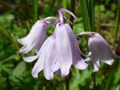 Spanish Bluebell Dainty Maid Pink Bulbs Blooms Species Growing Bonsai Roots Rhizomes Corms Tubers Potted Planting Reblooming Fragrant Garden Flower Seeds Plant Gardening Grape Hyacinth