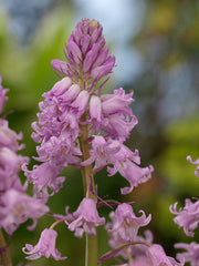 Spanish Bluebell Dainty Maid Pink Bulbs Blooms Species Growing Bonsai Roots Rhizomes Corms Tubers Potted Planting Reblooming Fragrant Garden Flower Seeds Plant Gardening Grape Hyacinth