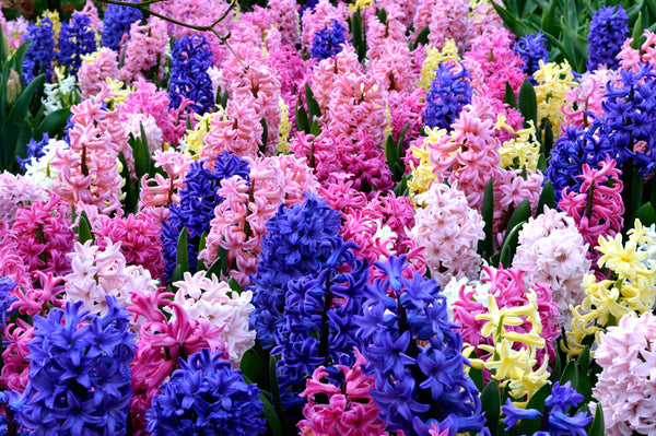 Hyacinth Empire State Mix Bulbs Blooms Species Growing Bonsai Roots Rhizomes Corms Tubers Potted Planting Reblooming Fragrant Garden Flower Seeds Plant Gardening