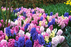 Hyacinth Empire State Mix Bulbs Blooms Species Growing Bonsai Roots Rhizomes Corms Tubers Potted Planting Reblooming Fragrant Garden Flower Seeds Plant Gardening