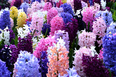 Hyacinth Empire State Mix Bulbs Blooms Species Growing Bonsai Roots Rhizomes Corms Tubers Potted Planting Reblooming Fragrant Garden Flower Seeds Plant Gardening