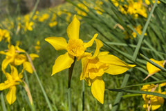 Heirloom Campernelle Daffodil Narcissus Bulbs Blooms Species Growing Bonsai Roots Rhizomes Corms Tubers Potted Planting Reblooming Fragrant Garden Flower Seeds Plant