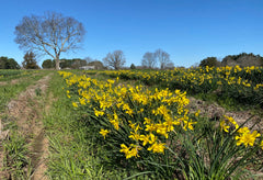 Heirloom Campernelle Daffodil Narcissus Bulbs Blooms Species Growing Bonsai Roots Rhizomes Corms Tubers Potted Planting Reblooming Fragrant Garden Flower Seeds Plant