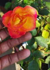 Alinka Rose Plant Seedlings Flower Seeds Perennial Growing Bonsai Corms Tubers Potted Planting Reblooming Fragrant Garden Roots Rhizomes Species Blooms Bulbs Gardening Tree