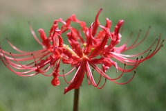 Ok Lycoris Spider Lilies Bulbs Radiata Hurricane Lily Cluster Amayllis Growing Bonsai Roots Rhizomes Corms Tubers Potted Planting Reblooming Fragrant Garden Species Blooms Flower Seeds Plant Gardening