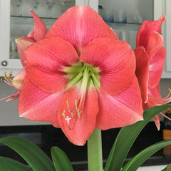 Vera Amaryllis Hippeastrum Blooms Species Growing Bonsai Bulbs Roots Rhizomes Corms Tubers Potted Planting Reblooming Fragrant Garden Flower Seeds Plant  Size 12-16cm