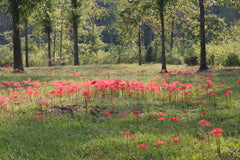 Ok Lycoris Spider Lilies Bulbs Radiata Hurricane Lily Cluster Amayllis Growing Bonsai Roots Rhizomes Corms Tubers Potted Planting Reblooming Fragrant Garden Species Blooms Flower Seeds Plant Gardening