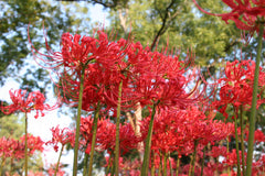 Ok Lycoris Spider Lilies Bulbs Radiata Hurricane Lily Cluster Amayllis Growing Bonsai Roots Rhizomes Corms Tubers Potted Planting Reblooming Fragrant Garden Species Blooms Flower Seeds Plant Gardening
