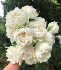Tulip Bulbs Snow Crystal Blooms Species Growing Bonsai Roots Rhizomes Corms Tubers Potted Planting Reblooming Fragrant Garden Flower Seeds Plant